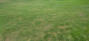 lawn with dry patches