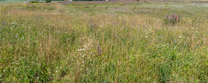 meadow with colorful flowers