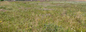 sunny meadow with flowers