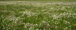 sunny field of daisies