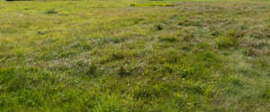 grassland in golden light