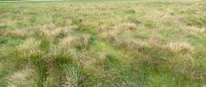 field with tufts of grass