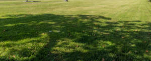 lawn with large shadows