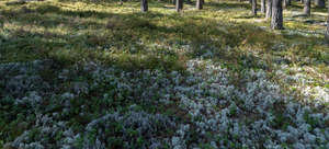 shady forest floor