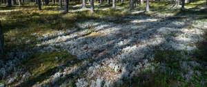 forest ground with lots of moss