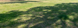 lawn with a large tree shadow