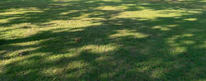 lawn with many shadows