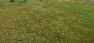 meadow seen from above