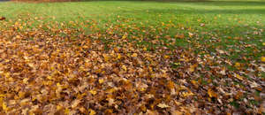 lawn with fallen leaves