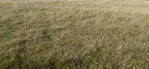 dry grass in autumn