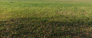 lawn with some fallen leaves