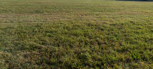 grass in evening sun