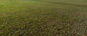 lawn with fallen leaves in autumn light