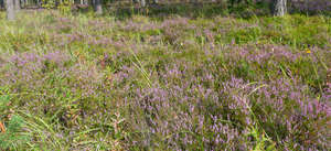 forest ground with heather