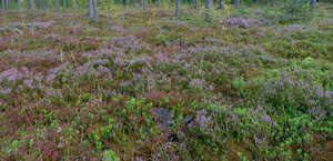 forest gorund with heather in shade