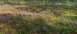 heather in forst with tree shadows
