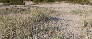 sandy beach with dry grass