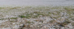 sandy ground with low grass