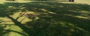 lawn with big tree shdows