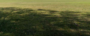 lawn with shadows and small fallen leaves