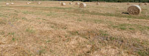 hay field in summer