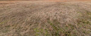 field of fry grass