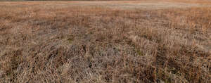 field of dry grass in evening sun