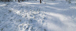 snowy forest ground