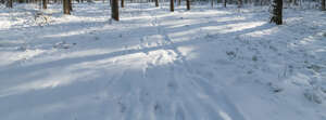snowy forest ground with footprints