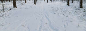 snowy footpath in forest