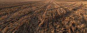 harvested field in evening sun