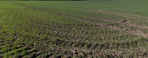 agricultural field with tractor tracks