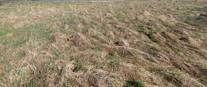 field of tall dry grass