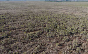 bird-eye view of a bog forest