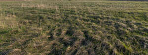 field of grass in early spring
