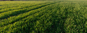 agricultural field with young crop