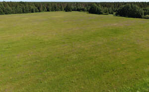 bird-eye view of a meadow with flowers