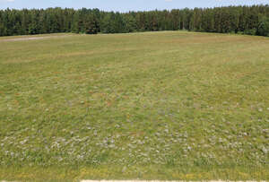 beautiful meadow with flowers seen from above