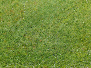 bird-eye view of a meadow