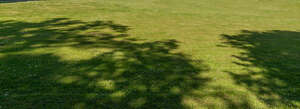 lawn with tree shadows and small daisies