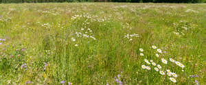 meadow with daisies and bellflowers