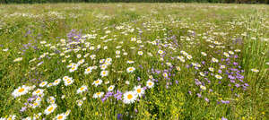 meadow with blooming daisies and bellflowers