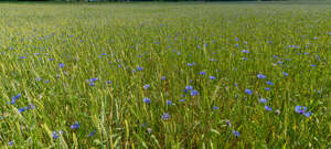 rye field with cornflowers