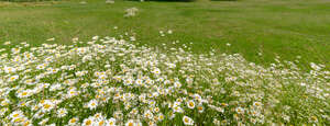 grass field with a bush of daisies in the foreground