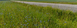 road between rye fields with cornflowers