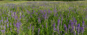 meadow with purple lupins blooming