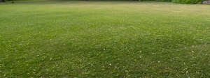 lawn in ambient light