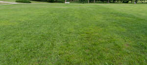 lawn in a park in shade