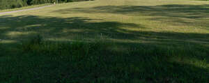 lawn with some flowers and large shadows