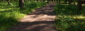 footpath in a forest under the trees